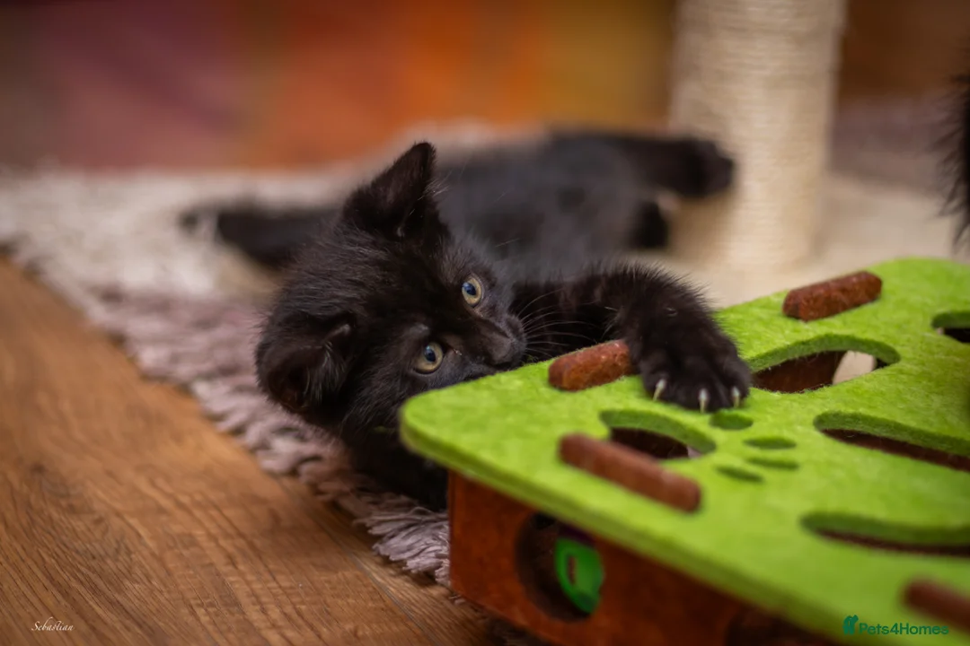 Mixed Breed cats for sale: 5 beautiful full black male kittens *ready now* - Advert 1