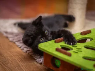 Mixed Breed cats 5 beautiful full black male kittens *ready now* - Advert 1