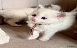 Ragdoll cats for sale: Beautiful Ragdoll Kittens – Stunning & Ready Soon - Image 8