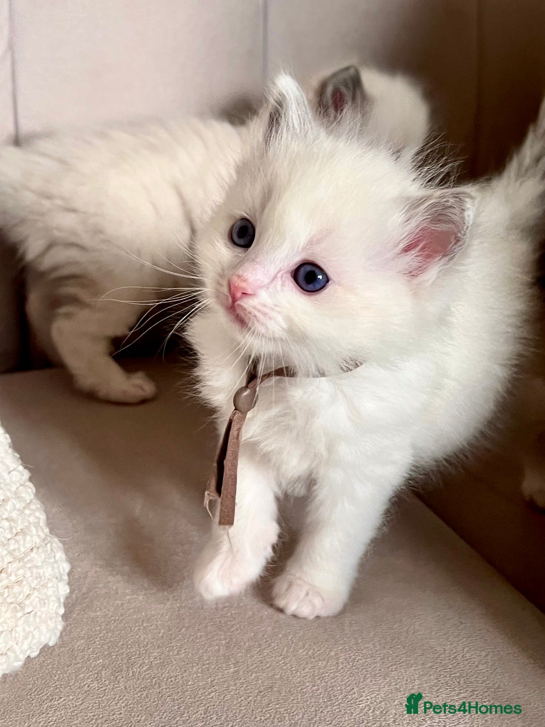 Ragdoll cats for sale: Beautiful Ragdoll Kittens – Stunning & Ready Soon - Image 8