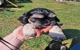 Cockapoo dogs for sale: Cockapoo puppies, ready to leave today.  in Otley - Image 11