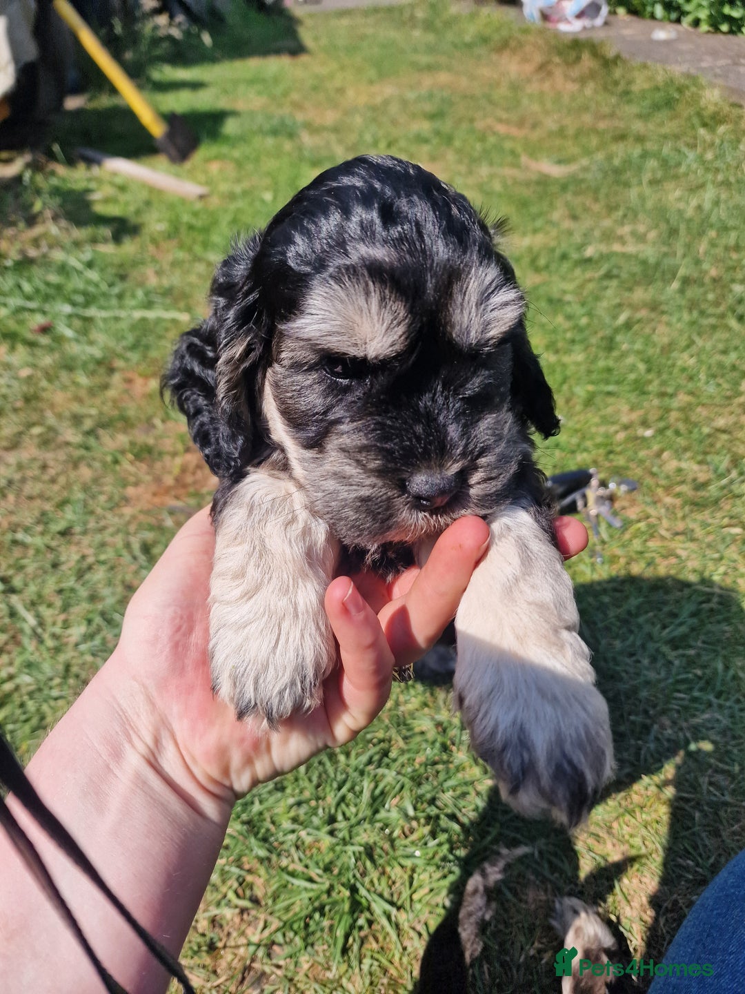 Cockapoo dogs for sale: Cockapoo puppies, ready to leave today.  in Otley - Image 11
