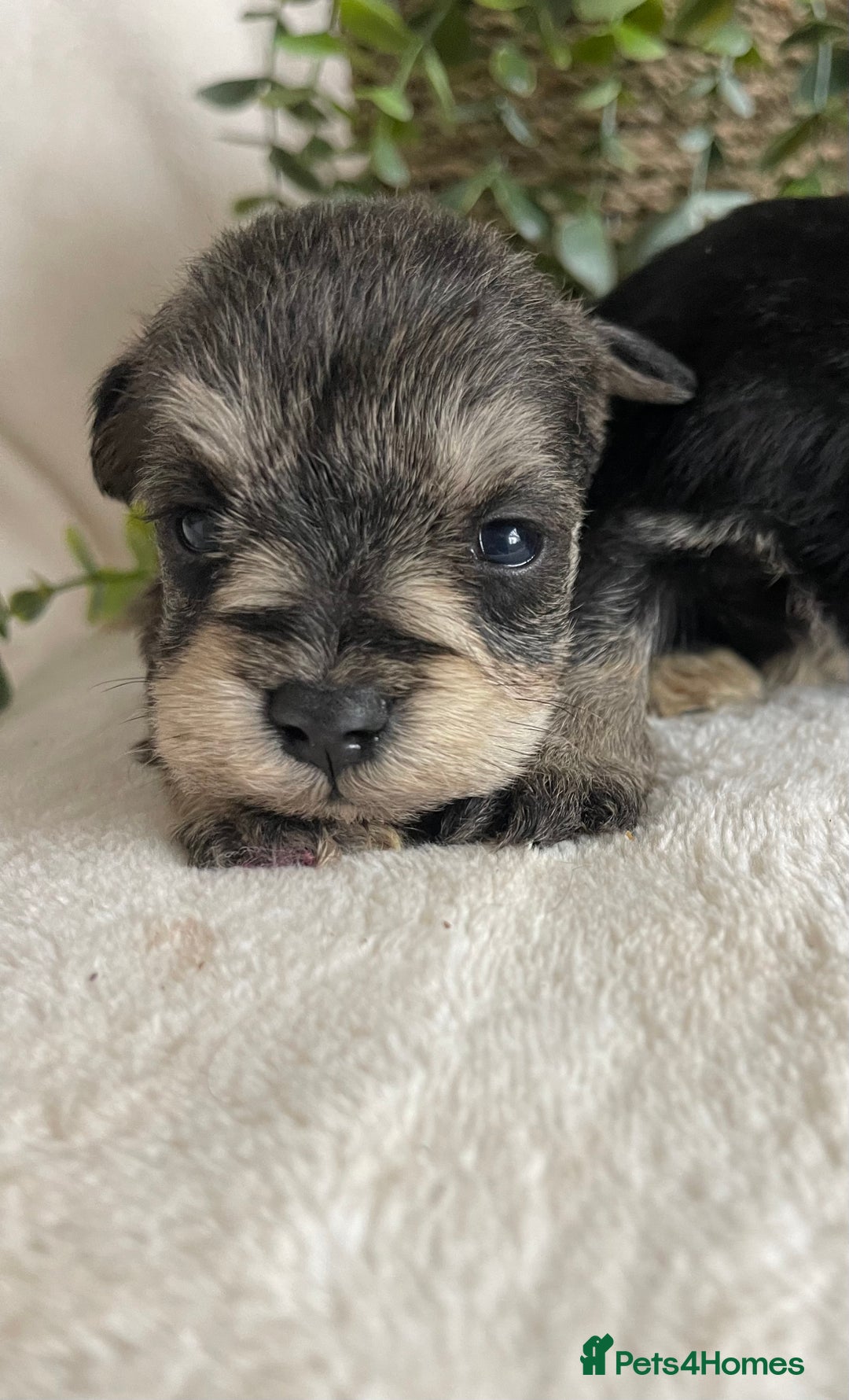 Miniature Schnauzer dogs for sale: STUNNING DNA TESTED MINI SCHNAUZER  - Advert 5