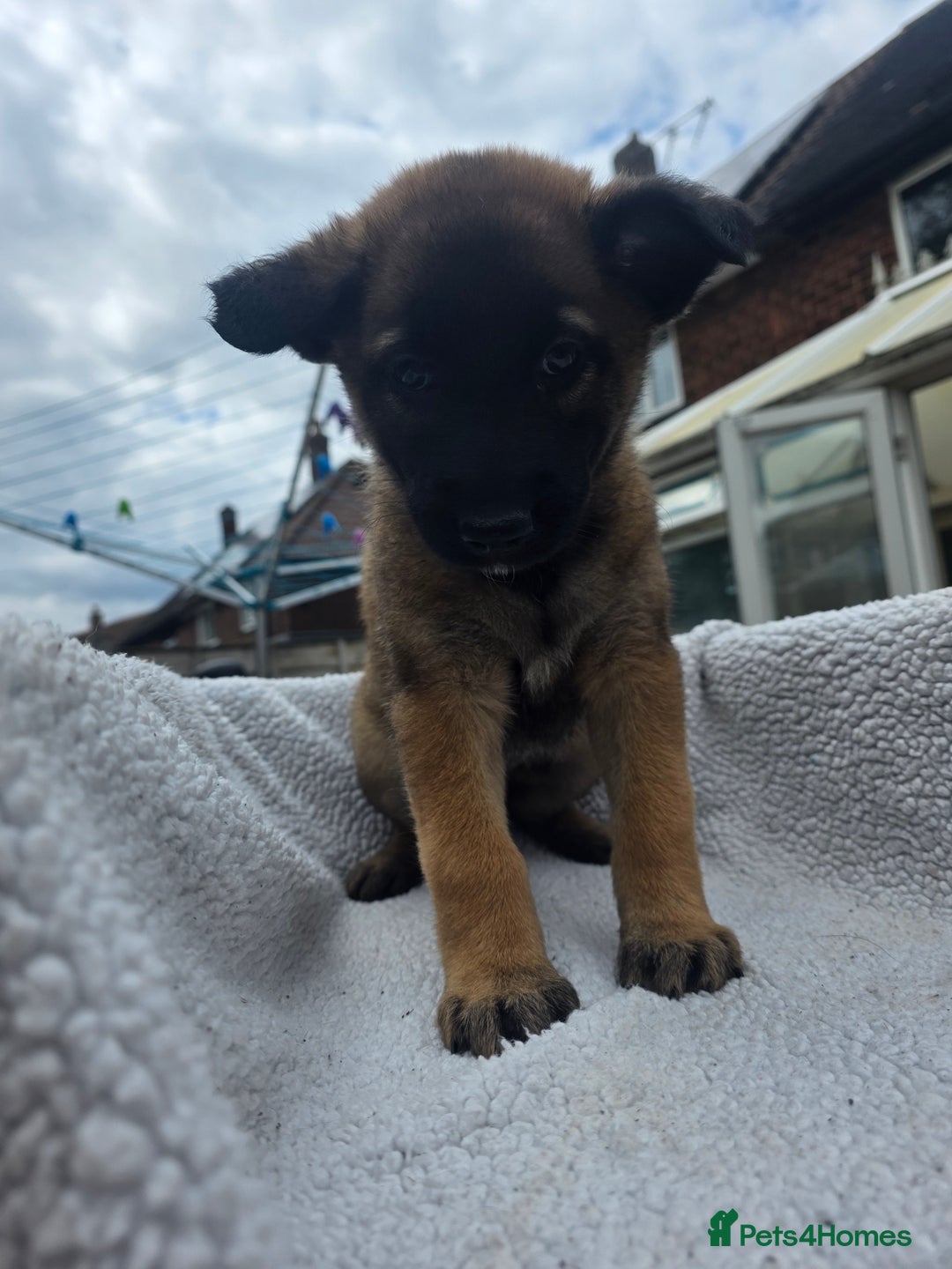 Belgian Shepherd Dog dogs for sale: belguim malinois free training provided - Image 23