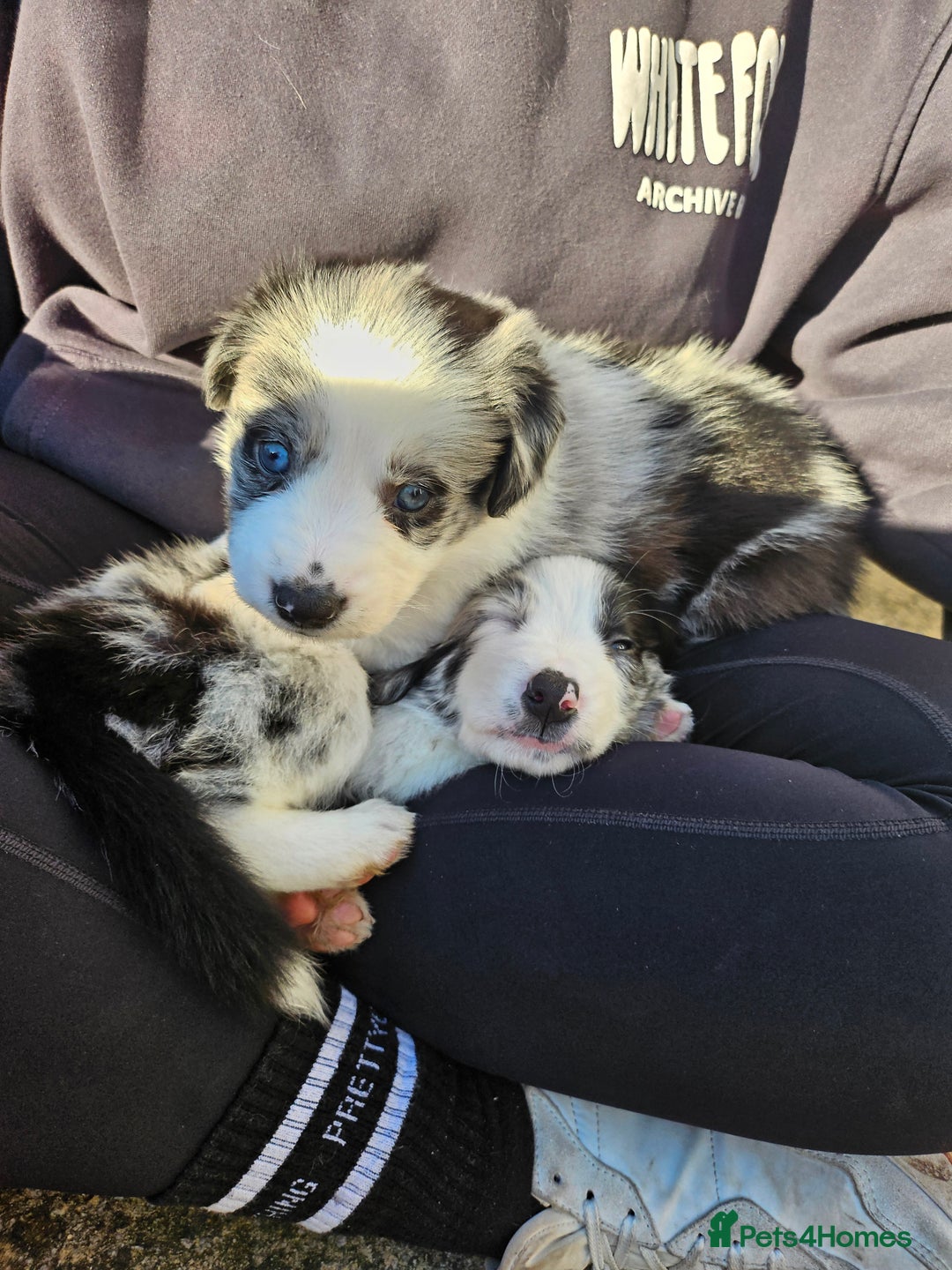 Border Collie dogs for sale: Border Collie Puppies - Advert 10