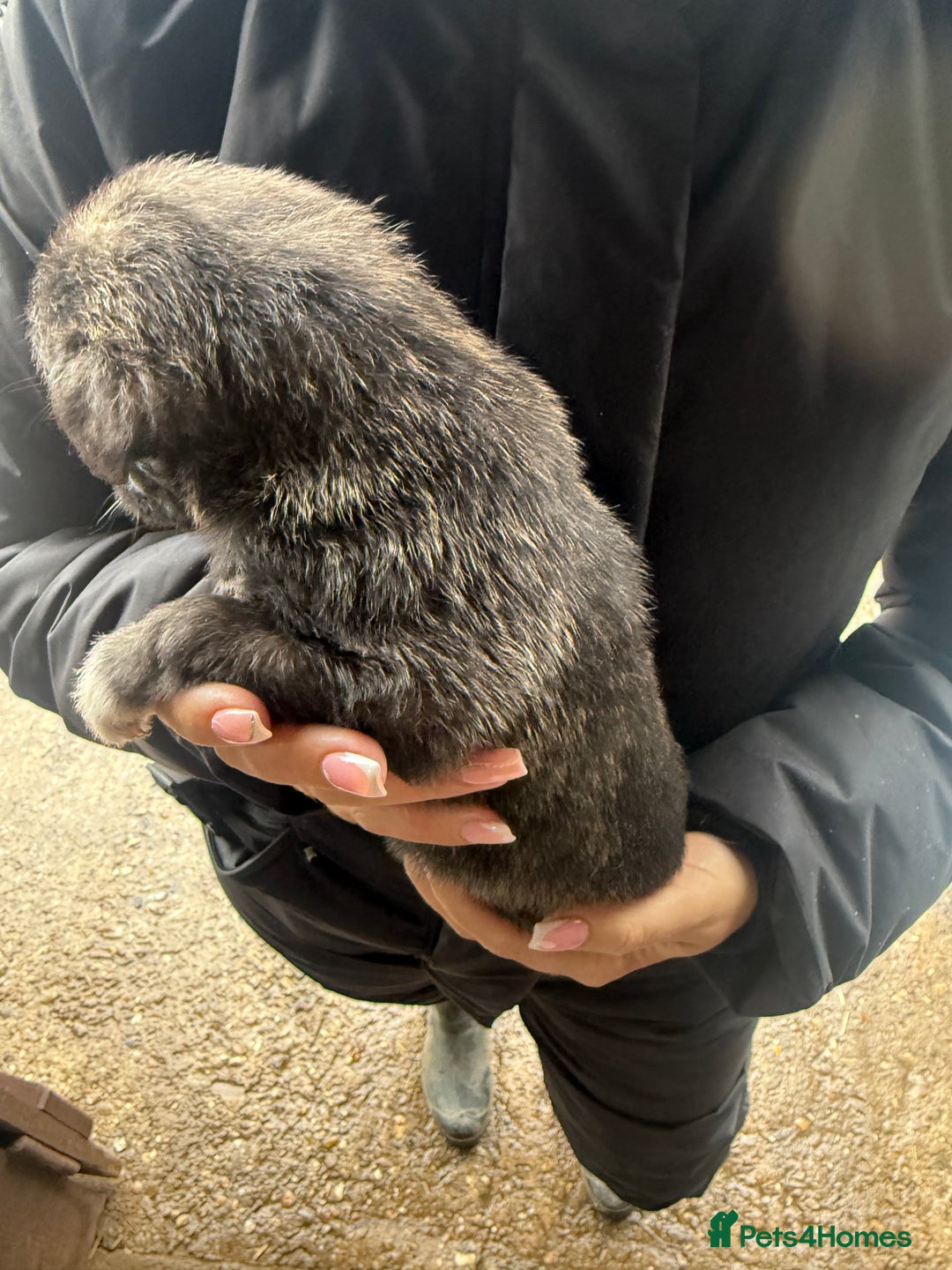Whippet dogs for sale: Bedlington whippet puppies  - Advert 6