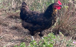 Chickens poultry for sale: Rhode Rock hens - Image 3