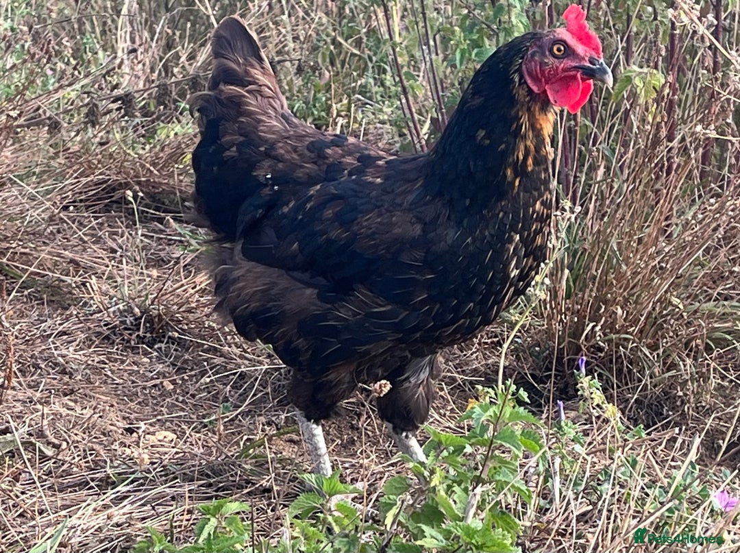 Chickens poultry for sale: Rhode Rock hens - Image 3
