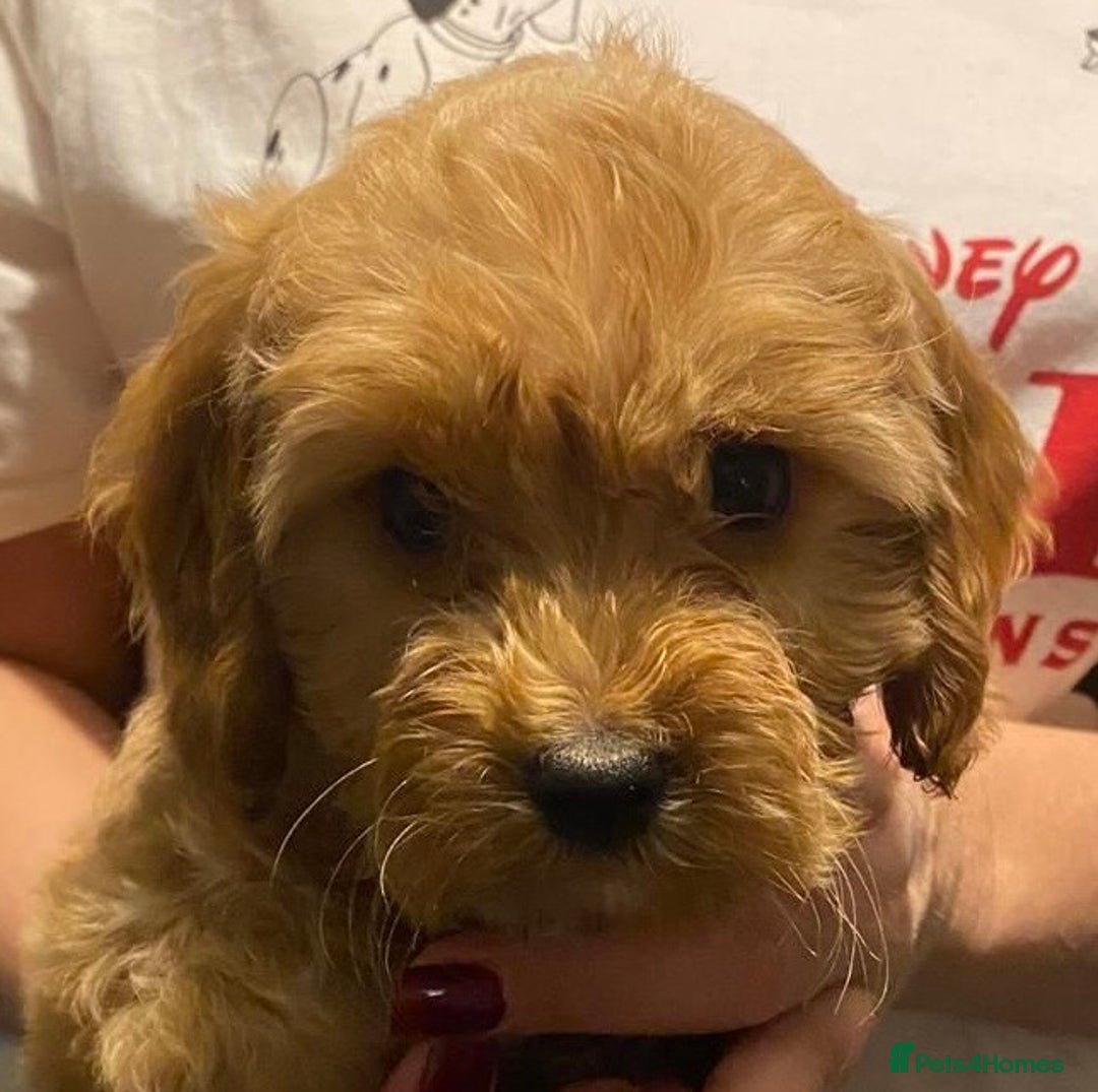 Cockapoo dogs for sale: ADORABLE COCKAPOO PUPPIES  - Advert 10