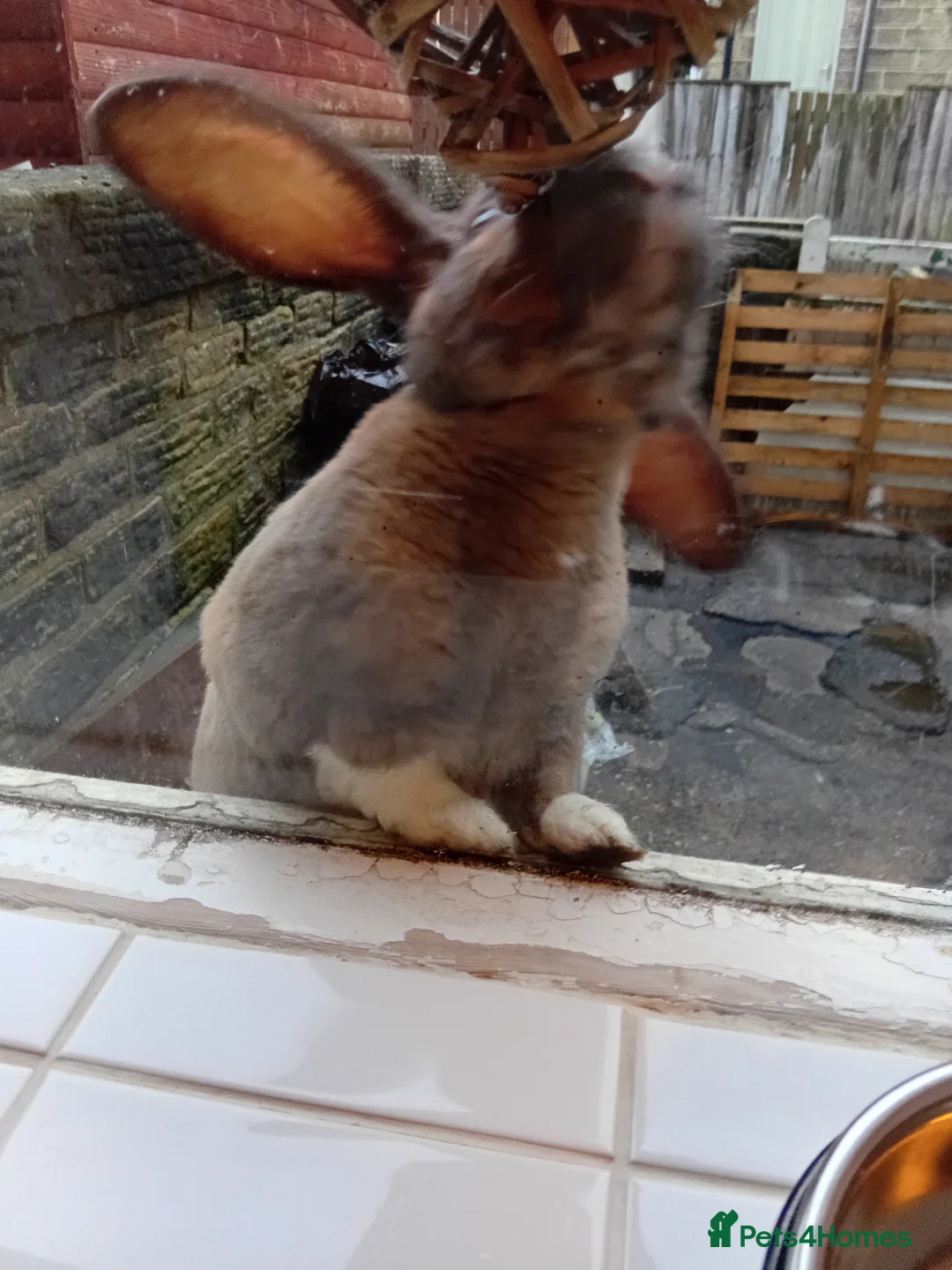 Mixed Breed rabbits for sale: Biscoff the rabbit  - Advert 1