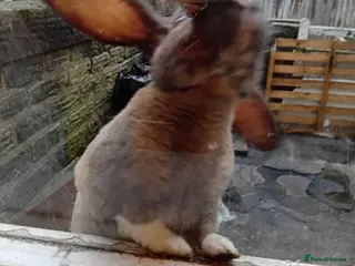 Mixed Breed rabbits Biscoff the rabbit - Advert 14