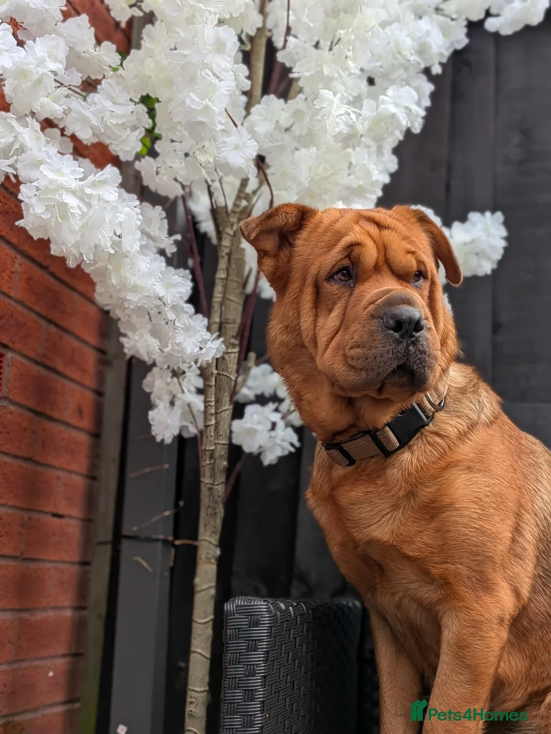 Mixed Breed dogs for sale: Rottweiler X Shar pei female dog - Advert 4