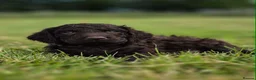 Irish Water Spaniel dogs for sale: Irish Water Spaniels  in Bishop Auckland - Advert 13
