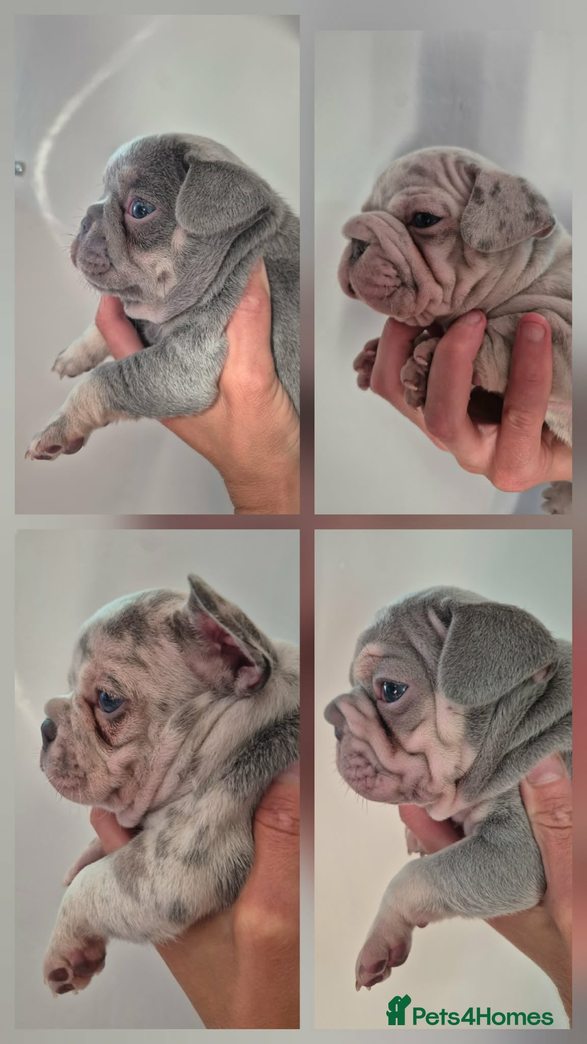 French Bulldog dogs STUNNING FRENCH BULLDOG PUPPIES  - Advert 2