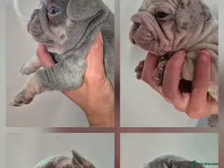 French Bulldog dogs STUNNING FRENCH BULLDOG PUPPIES - Advert 2