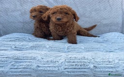 Cavapoo dogs for sale: Cavapoo puppies  - Image 2
