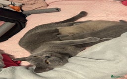 British Shorthair cats for sale: Beautiful Fluffy British Shorthair Kittens  - Image 14