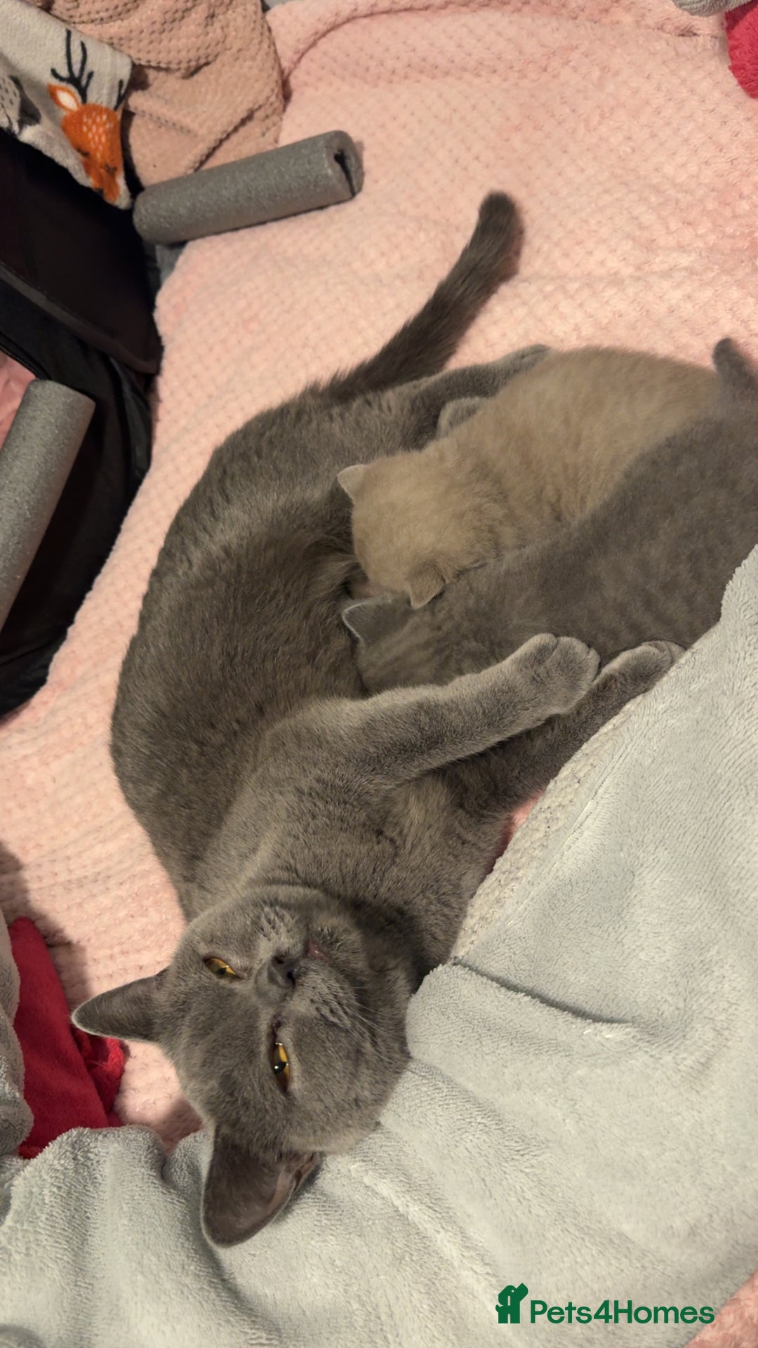 British Shorthair cats for sale: Beautiful Fluffy British Shorthair Kittens  - Image 14