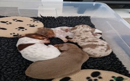 Miniature Dachshund dogs for sale: Minature dachound pups - Image 1