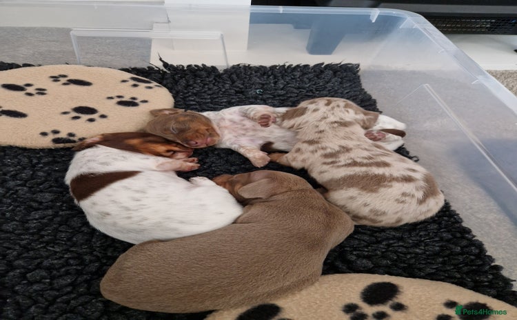 Miniature Dachshund dogs - Advert 5