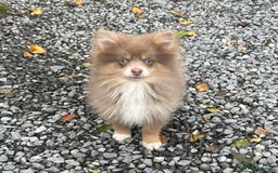 Pomsky dogs for sale: Tiny toysize lilac Pomsky male puppy for sale  - Image 5