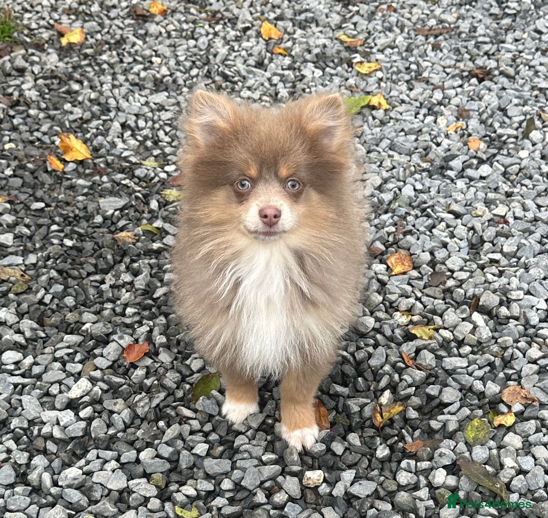 Pomsky dogs for sale: Tiny toysize lilac Pomsky male puppy for sale  - Image 5