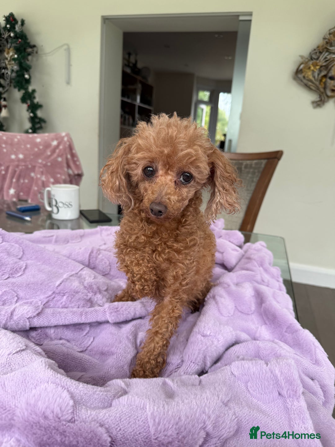 Miniature Poodle dogs for adoption: Eva & Tyson – Left Behind in Silence - Image 3