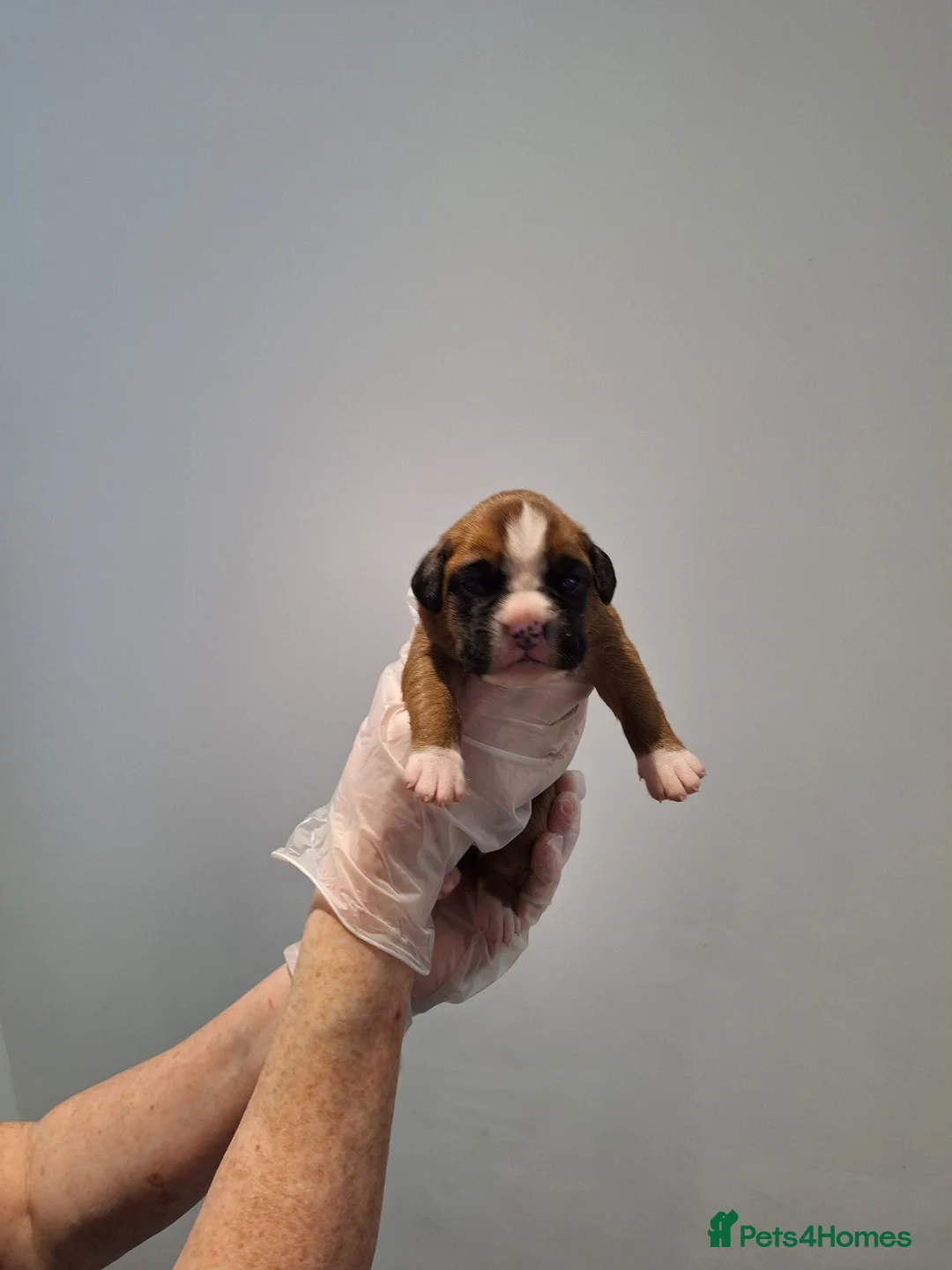 Boxer dogs for sale: 1 GIRL LEFT. KC REG FLASHY BOXER  - Advert 2