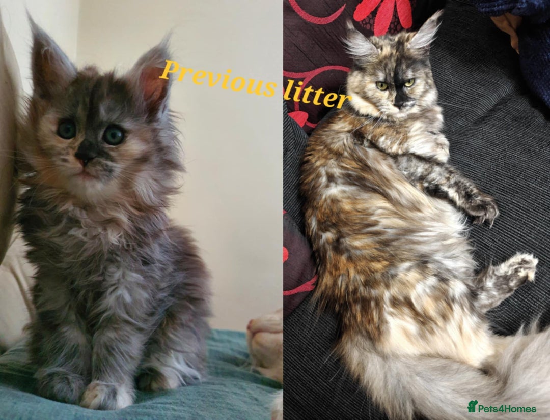 Maine Coon cats for sale: 4 mainecoon kittens looking for home in Bury - Advert 22