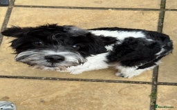Cavapoo dogs for sale: Cavapoo for sale - Image 2