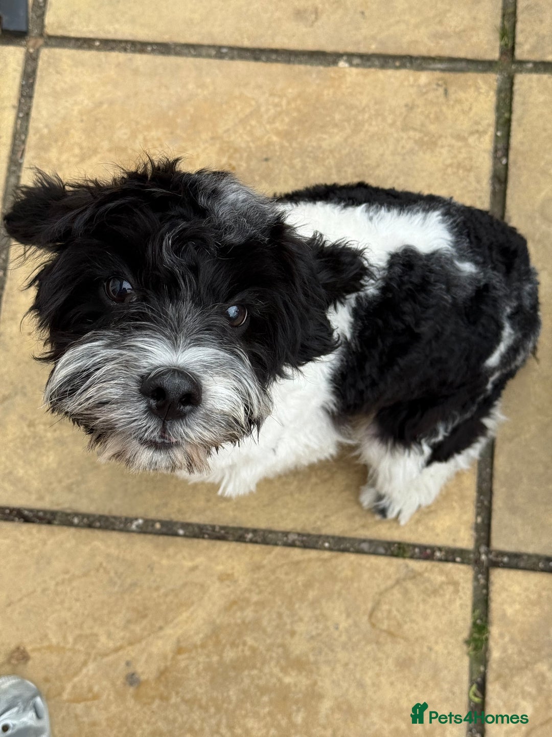 Cavapoo dogs for sale: Cavapoo for sale - Image 2