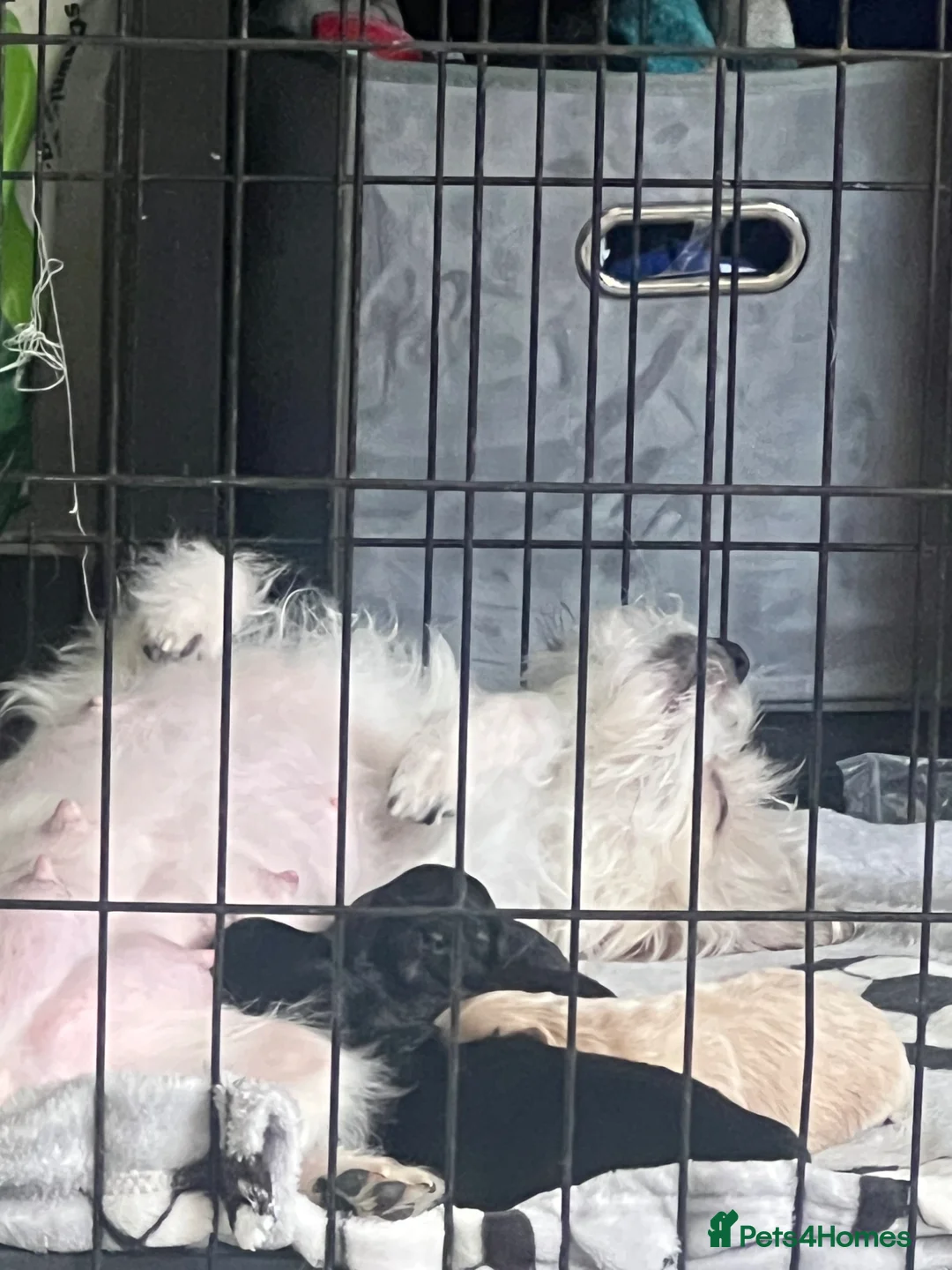 Maltipoo dogs for sale: Maltijack/toy poodle  - Advert 1