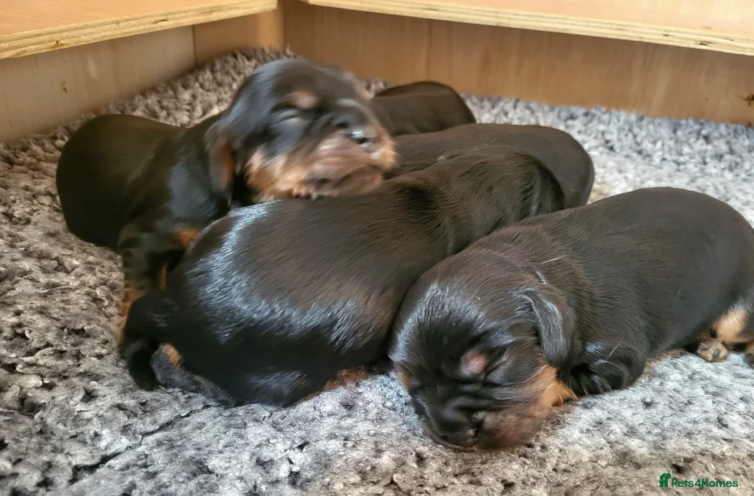 Cavalier King Charles Spaniel dogs for stud: HEALTH TESTED KC REG RUBY in Wigan - Advert 9