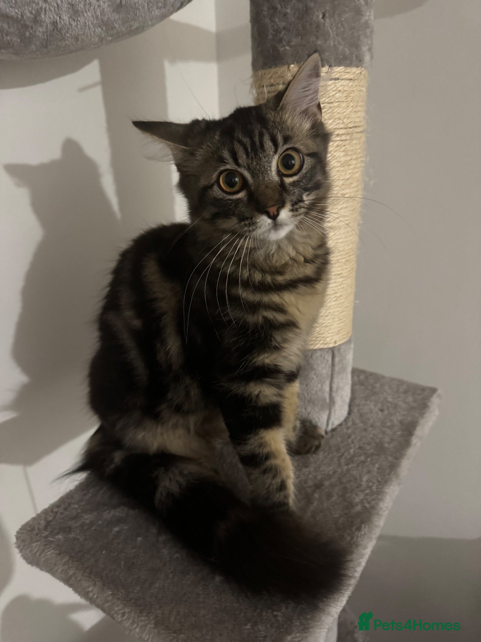 Mixed Breed cats Ragdoll x Persian - Advert 19