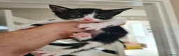 Aegean cats for sale: Kittens - Advert 2