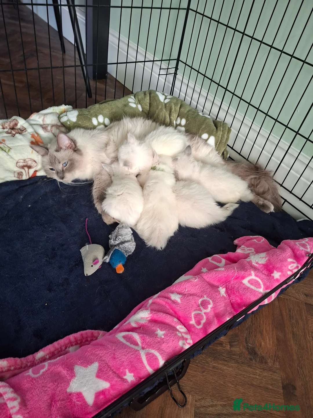 Ragdoll cats for sale: Beautiful ragdoll kittens - Advert 2