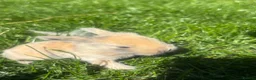Mini Lop rabbits for sale: Beautiful coloured mini lops - Advert 4