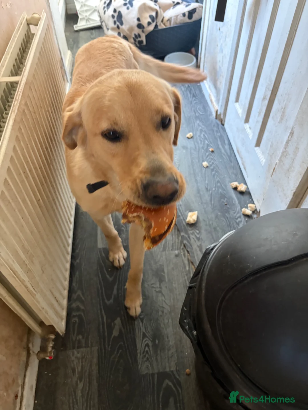 Goldador dogs for sale: Dog for sale  - Advert 2