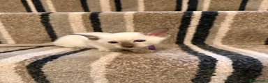 Siamese Kitten (Purple 💜)