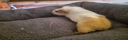 Guinea Pig rodents for sale: baby guinea pigs in Keith - Advert 3
