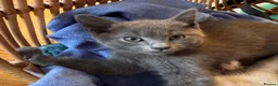 Siamese cats for sale: Siamese x Persian kittens 🐾 - Advert 4