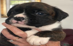 Boxer dogs for sale: Boxer Puppies form Top Winning Show Kennel - Image 3