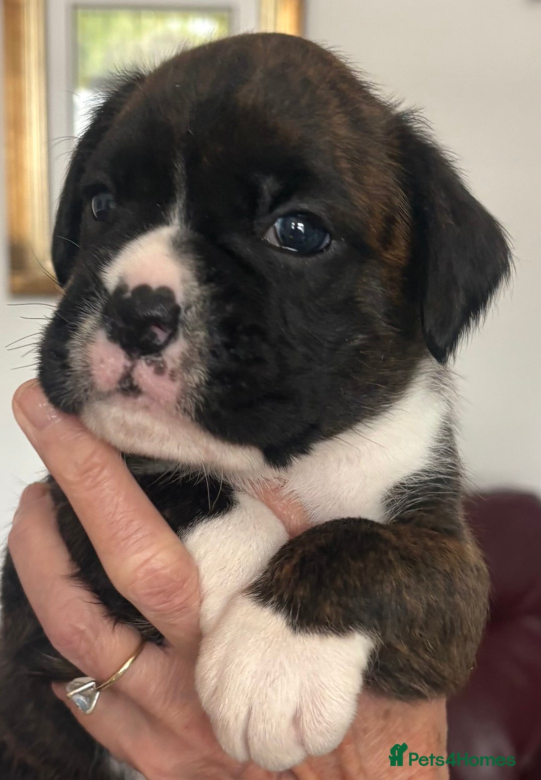 Boxer dogs for sale: Boxer Puppies form Top Winning Show Kennel - Image 3