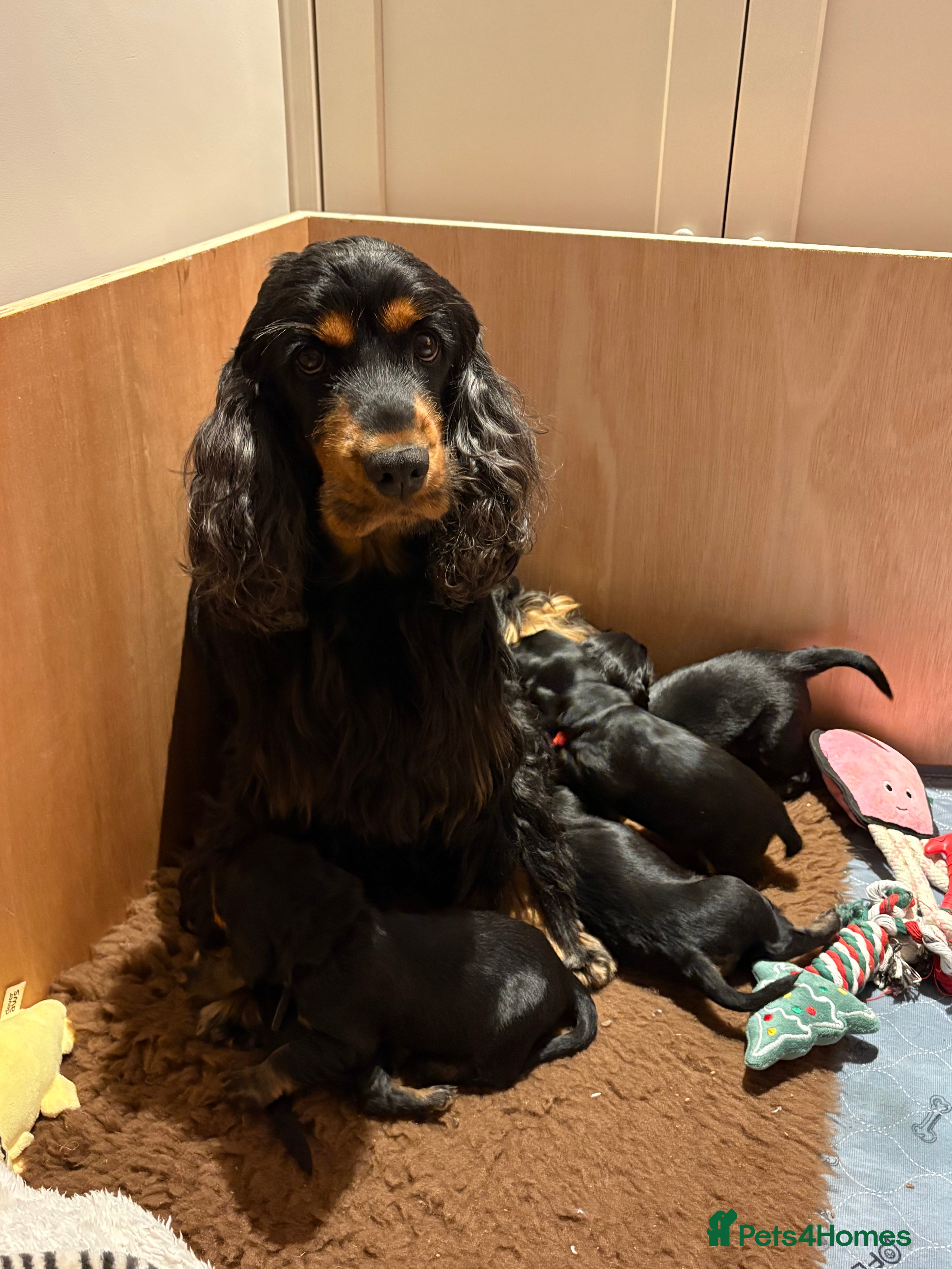 Cocker Spaniel dogs Cocker Spaniels  - Advert 3