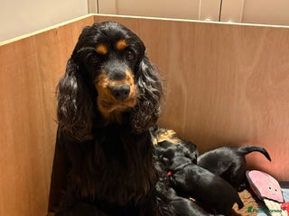 Cocker Spaniel dogs Cocker Spaniels - Advert 3