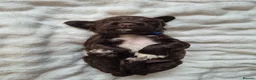 Sprocker dogs for sale: Working Sprocker Spaniels  - Advert 6