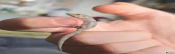 Gecko reptiles for sale: Chameleon Gecko bauers  - Advert 3