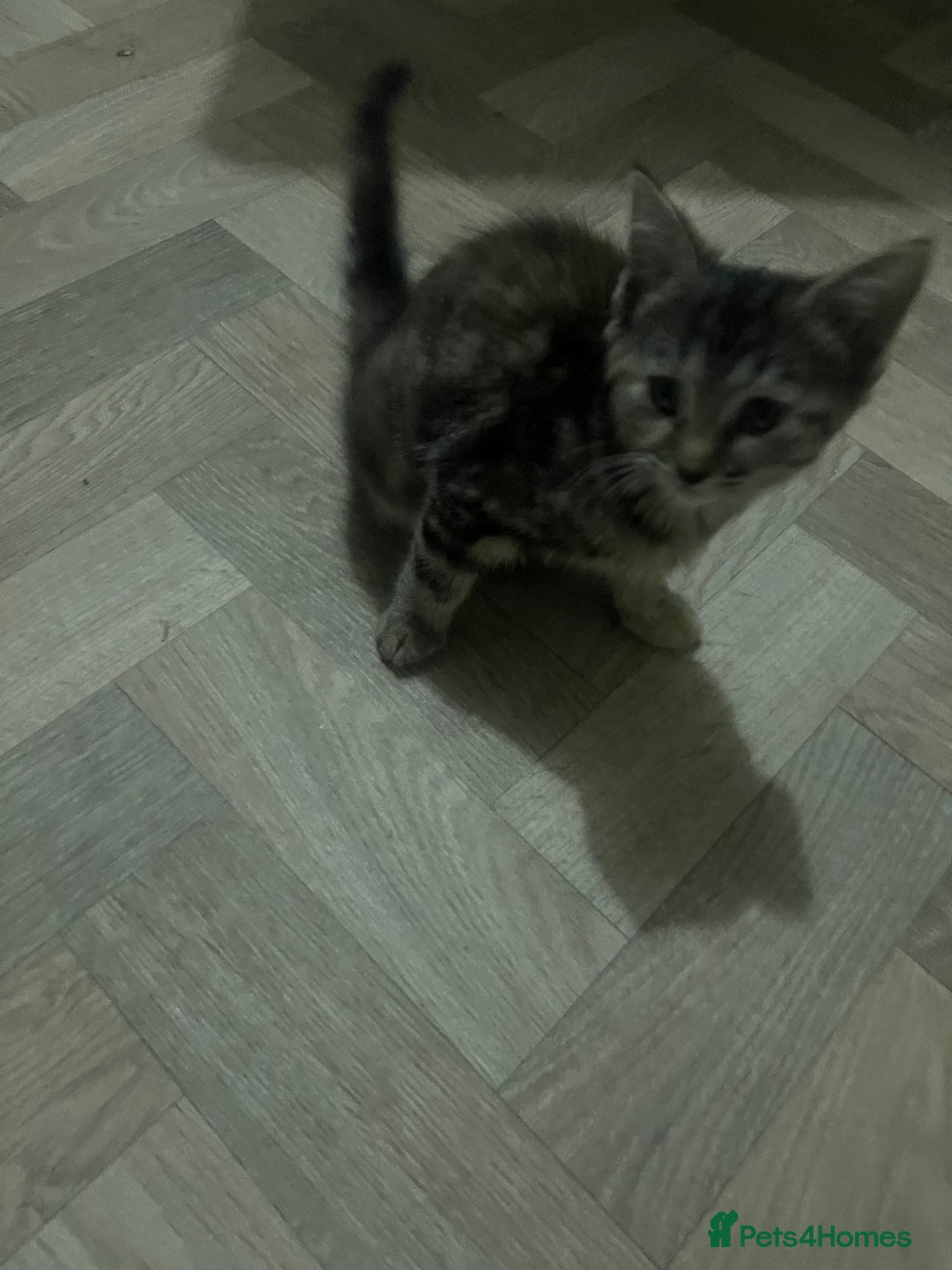 Mixed Breed cats for sale: Two sisters  - Image 7