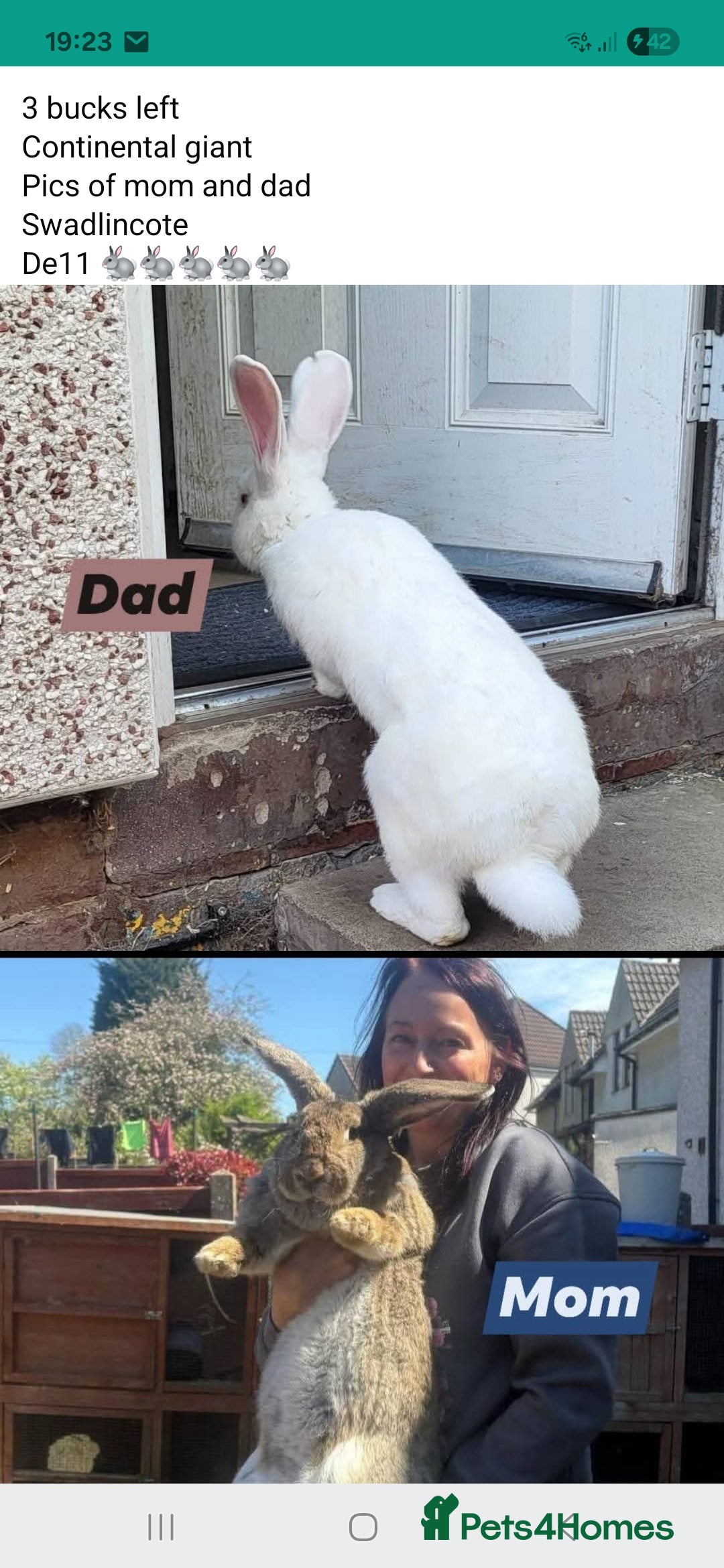 Continental Giant rabbits for sale: 3 x  male continental giants - Image 2