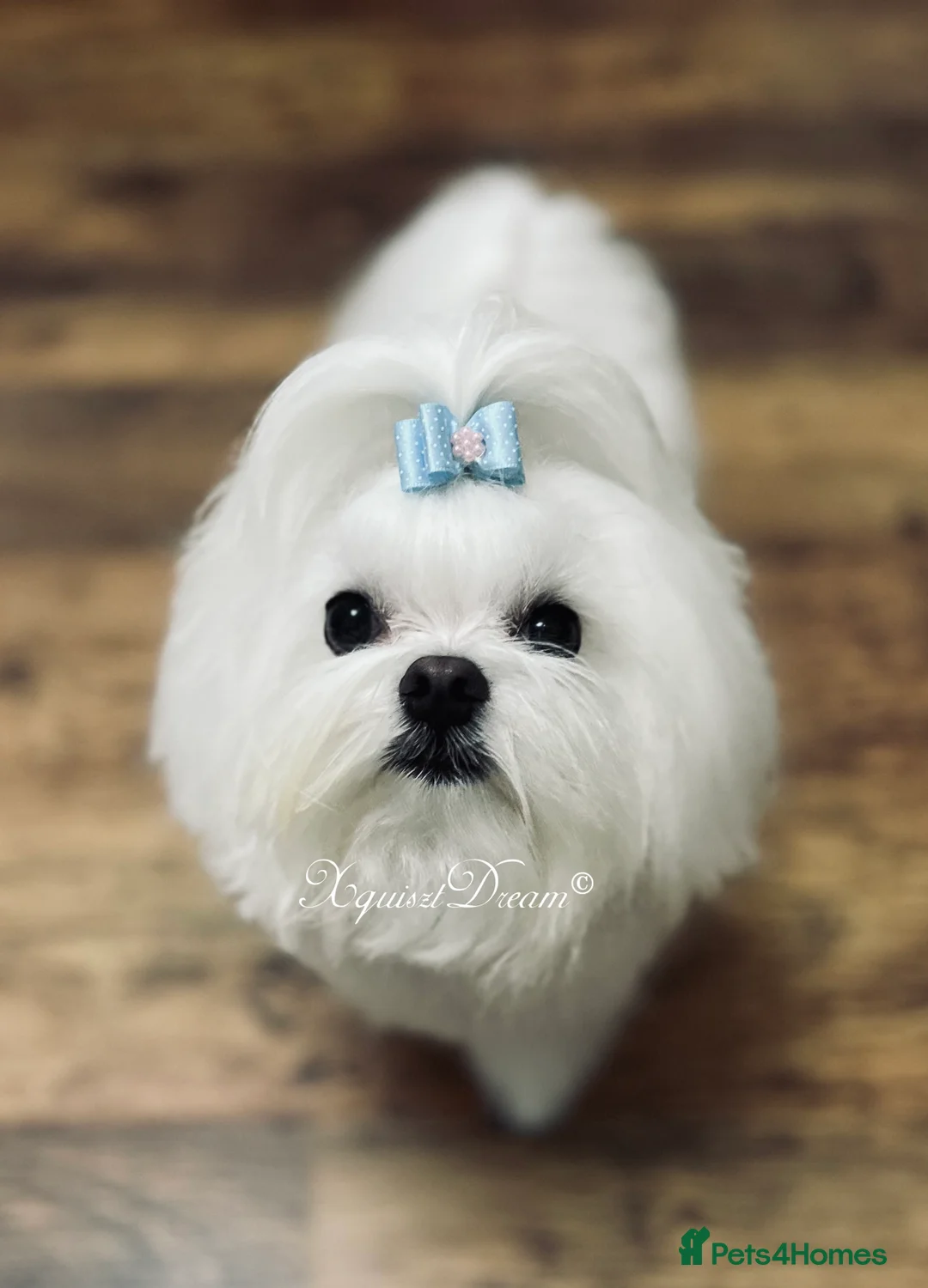 Maltese dogs for stud: OCTAVIUS Korean Maltese KC Registered Proven Stud in Halesowen - Advert 19